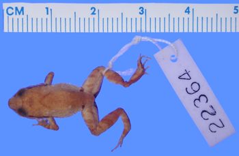 Media type: image; Herpetology A-22364